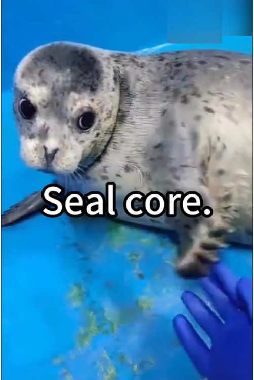 Seal are the cutest animals😂🤣#seal #silly #cute #seals #funny #sillyseals #sealsoftiktok #funnyseal #sealcore #sealfyp #sealtok #sillysealboy #sillyseal #cutie #foca #fyp #foryou #foryoupage 