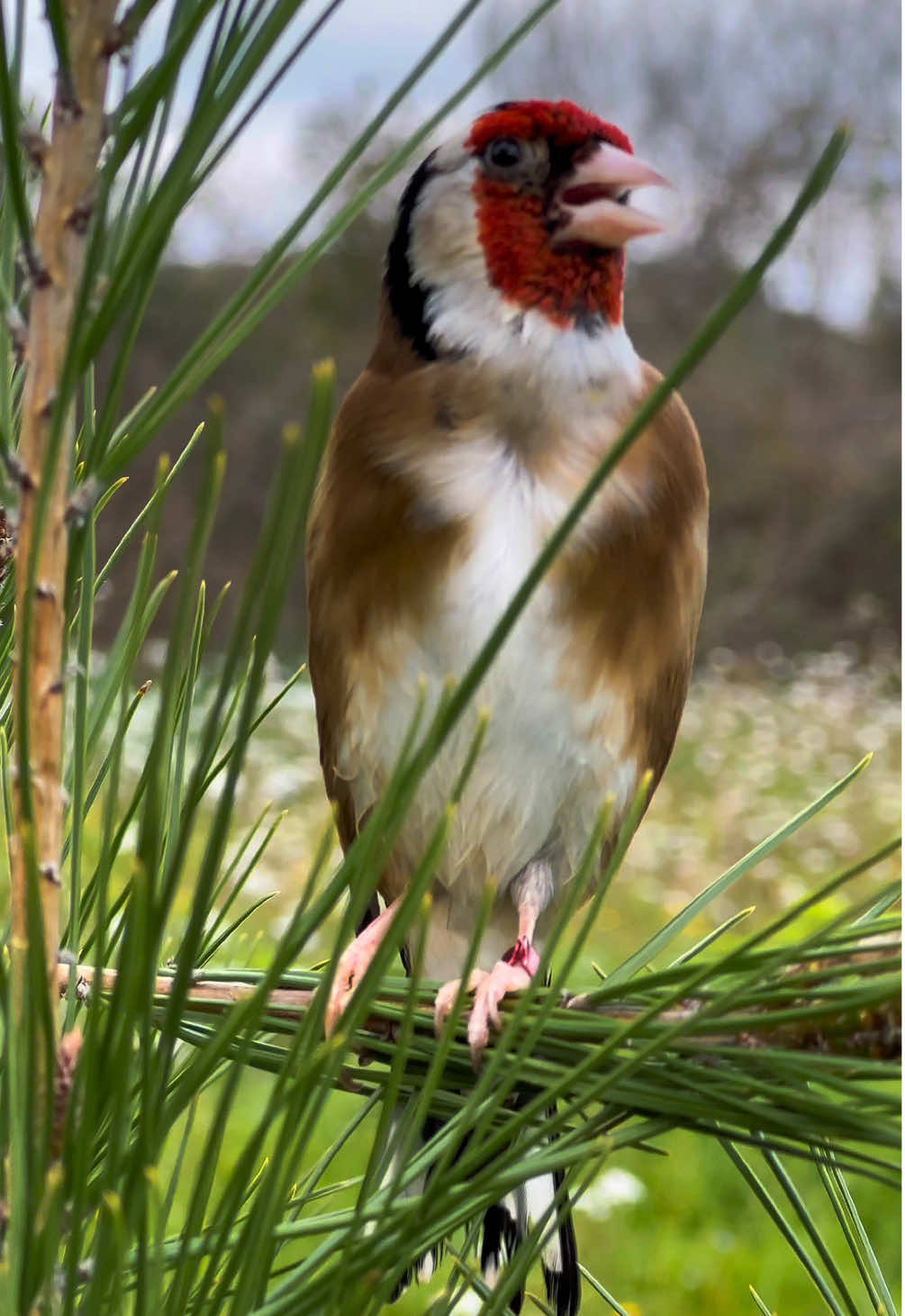 “Amaneció y Canelo saludó al día con su canto. Lo posé en una rama de pino, y sin miedo, marcó su territorio con elegancia. Su canto llenó el aire, como si la mañana le respondiera con ecos de libertad. No se fue, no huyó, solo cantó… porque sabe que aquí es su hogar.”#caneloeljilguero #pazmental #naturaleza #livertad 