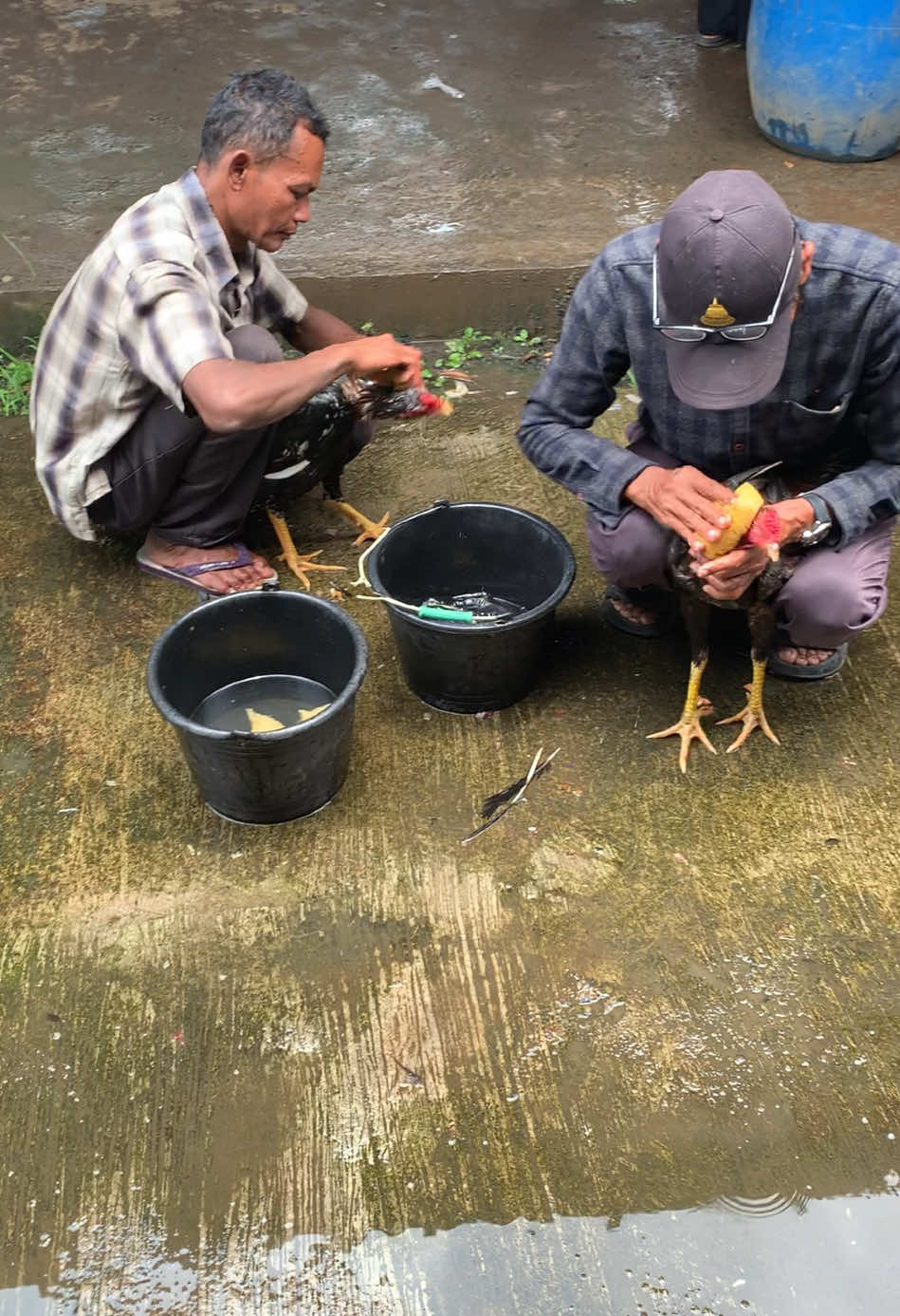 kaki seribu !   #ayam #bangkok #ayambangkok #peternakayam #pasar #farm #capcut 