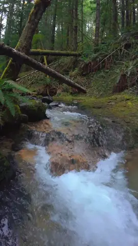 Ascending along a beautiful little creek, winding through a moss-covered, lush forest—nature’s peaceful masterpiece in motion 😍 #nature #Outdoors #cinematic #calm #creek 