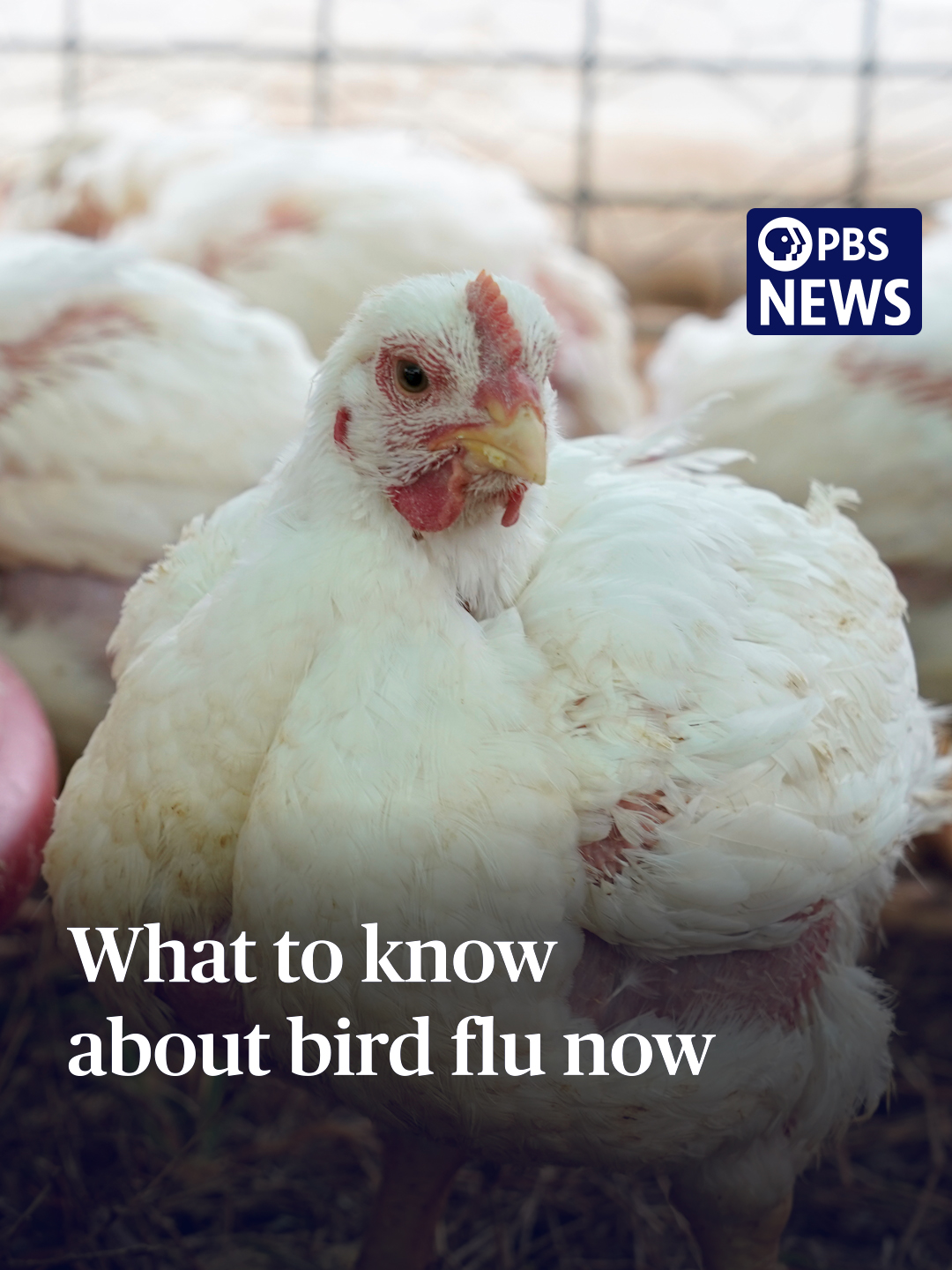 The Trump administration plans to roll out a new strategy against the bird flu to bring the price of eggs down. The plan is aimed at trying to minimize the slaughter of chickens when the flu strikes a flock, as more than 150 million poultry have been affected since 2022 and 58 people sickened. PBS News Hour’s Geoff Bennett sat down with epidemiologist Dr. Katelyn Jetelina to learn more about the process of trying to contain the virus, the obstacles in the way of that happening and what to know about the virus itself. #birdflu #news