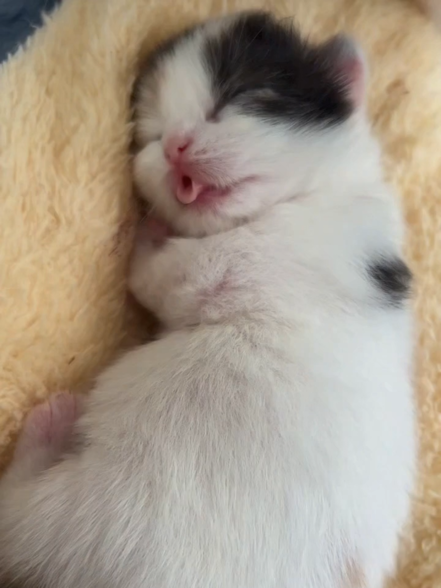 baby Cat sleeping cuteness overloed cute kitten video ever #cats #fyp #viral_video #catlover 