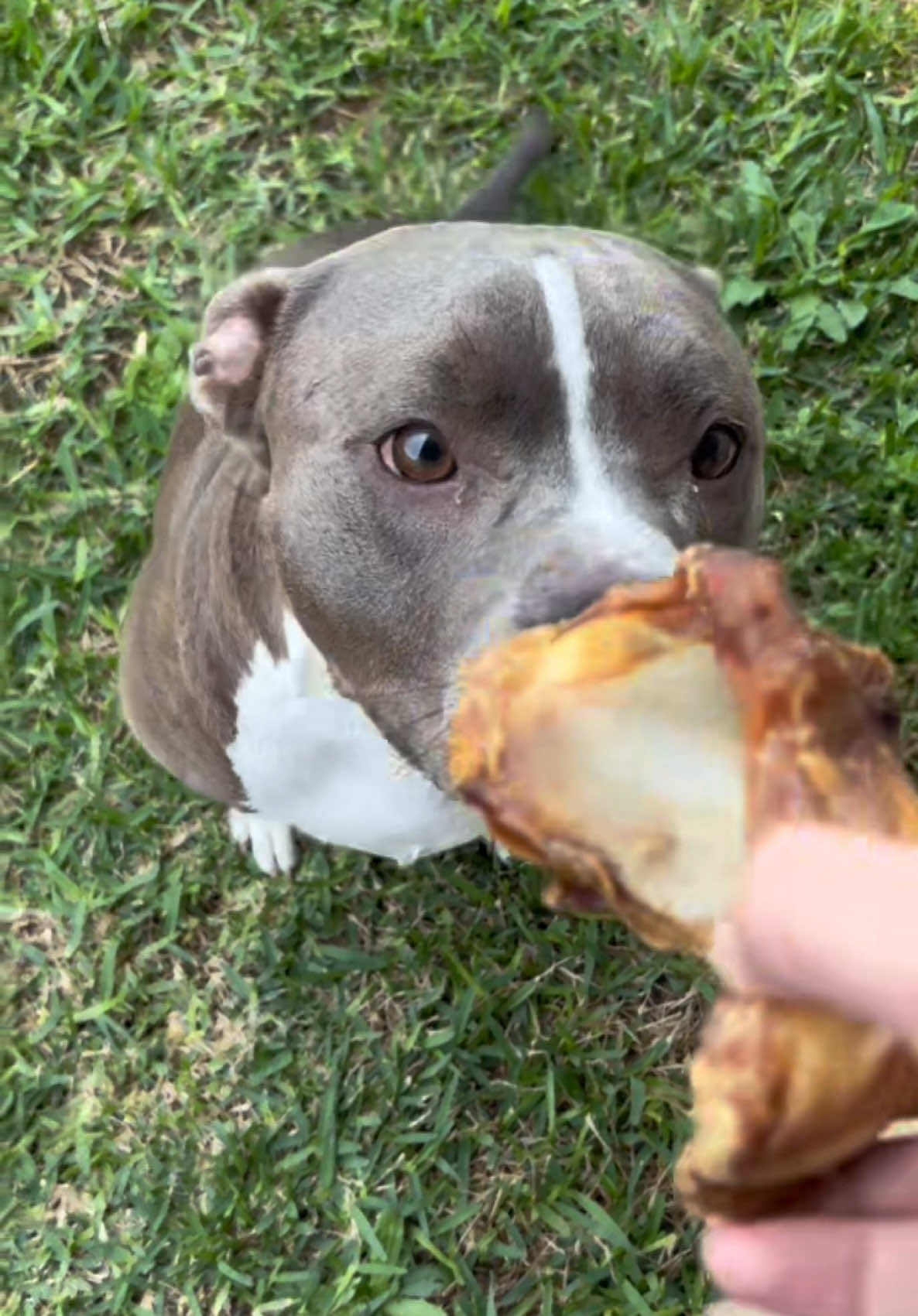 All dogs love to chew on a good bone🐶 Cow knee Caps are so good, highly recommend it! #cowkneecap #mightypaw #dogbone #dogtreats #dogfood #dogchews 