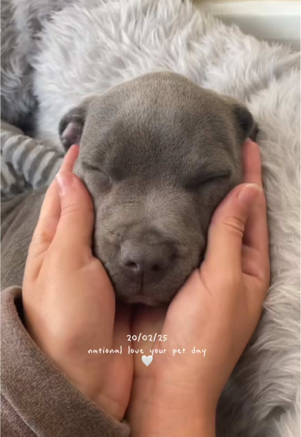 My whole entire heart🤍 #staffy #nationalloveyourpetday #mylathebluestaffy #souldog #staffie #staffordshirebullterrier #mylaslife #growingpup #dogtrend #viraldog 