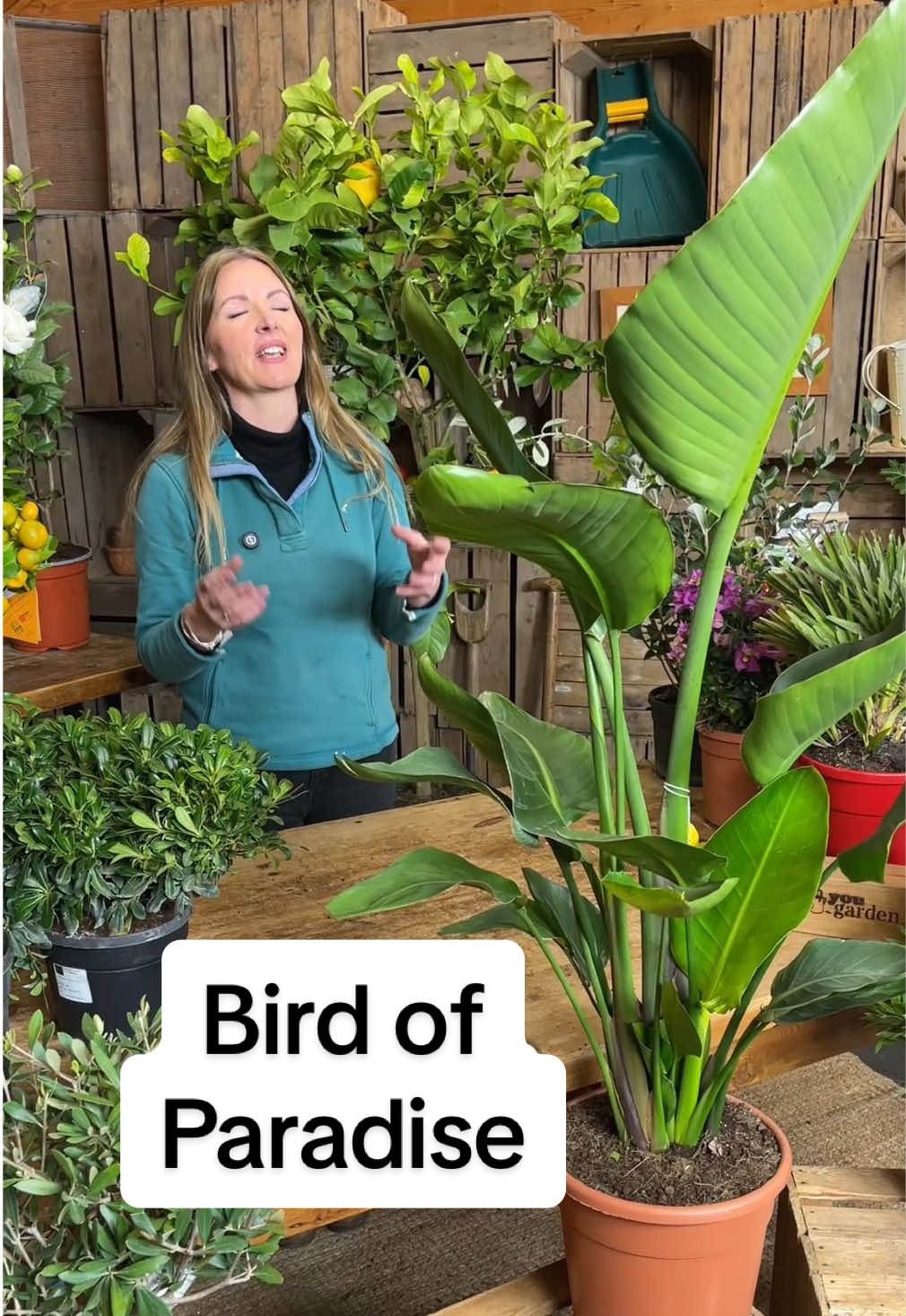 The Strelizia Augusta is amazing. Just look at the size of it. #lookatthesizeofthatthing #birdofparadise #flower #tropical #houseplant #PlantTok #tiktokmademeplantit #gardening #buyhouseplants #houseplantshop #exquisite #gorgeous #gardentok #value #bargain @BexEdwards 