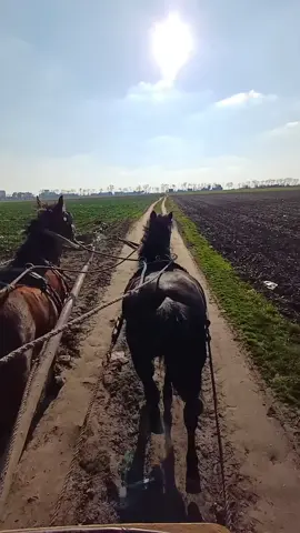 turbo dizel nemačkih brzina😆 #galopp #verka #zverka #gas #vranica #tenkovi #bečejskijahači #njive #atari #pungas 