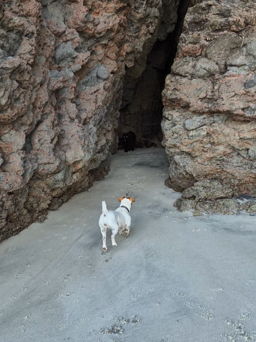 #cave #dog #blackcat #fyp 