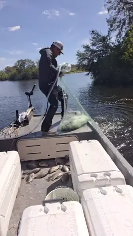 Meatshot madness 🔥 #foryou #fishing #fyp #fish #castnet #fishermanlife #fisherman #fishtok #viral 