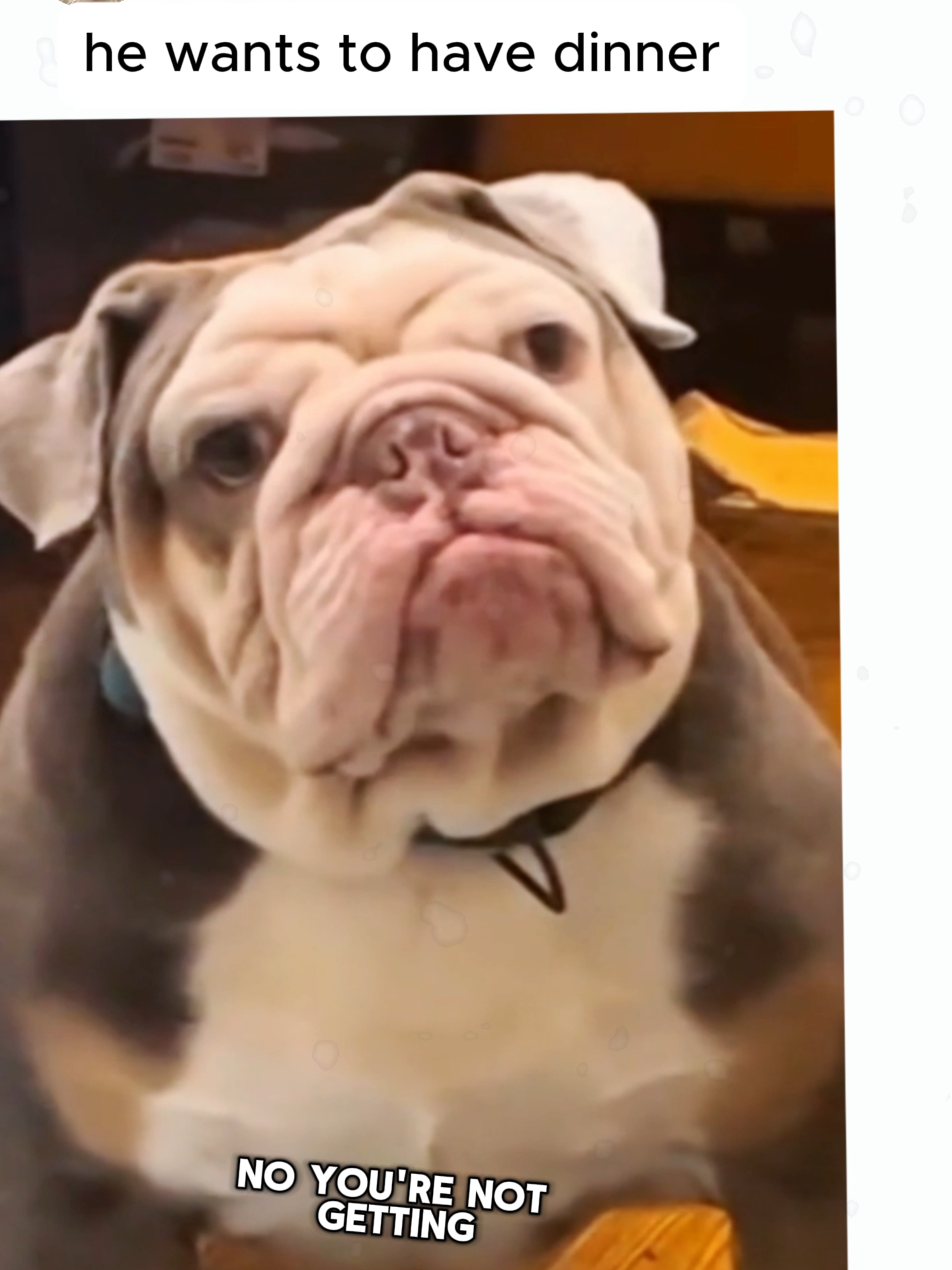 funny dogs #fyp #dog #dogsoftiktok #funnydog