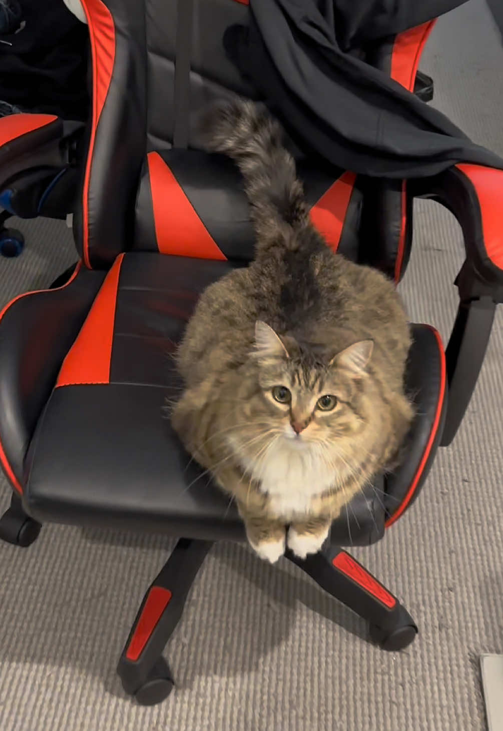 Car is waiting for me #catsoftiktok 