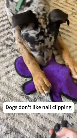 Dog is afraid of nail clipping #dog #pet #animals #usa🇺🇸 #foyou 