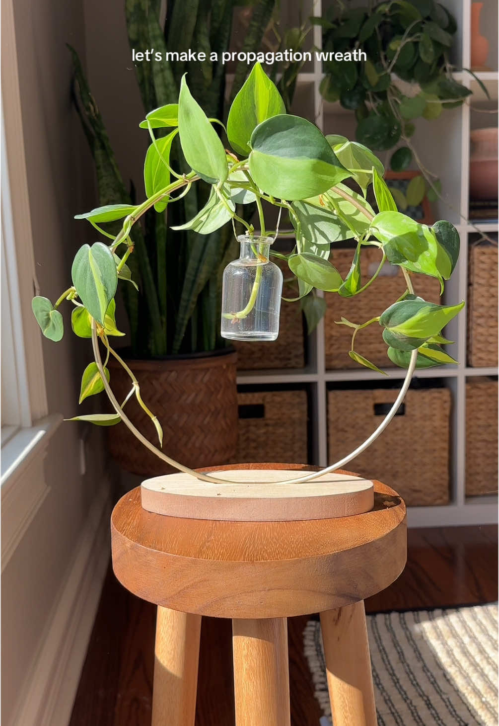 I adore this little free standing propagation wreath! I’ll post all the supplies on my ltk, link in bio. #propagation #houseplants #plantsoftiktok #plantstyling #philodendron 