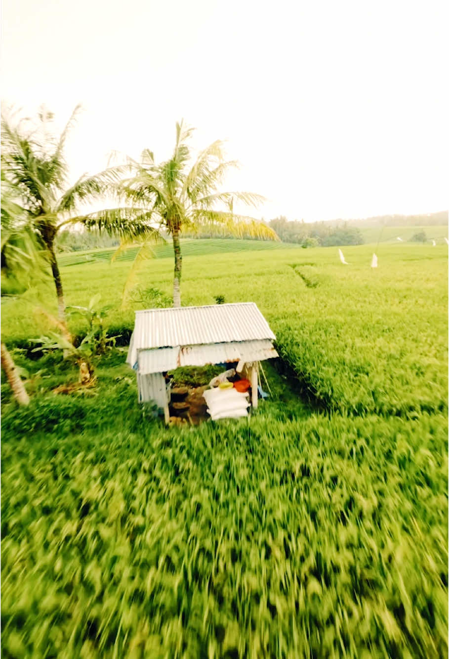 Drone kecil dan bagus ya ini pavo 20 pro with dji 03 air unit 🚀🌾🍃 #dronevideo #cinematicvideo #visitbali #contentcreator #beautifuldestinations #ricefield #fpvcinematic #fpvdrones #betafpv #pavo20 #pavo20pro 