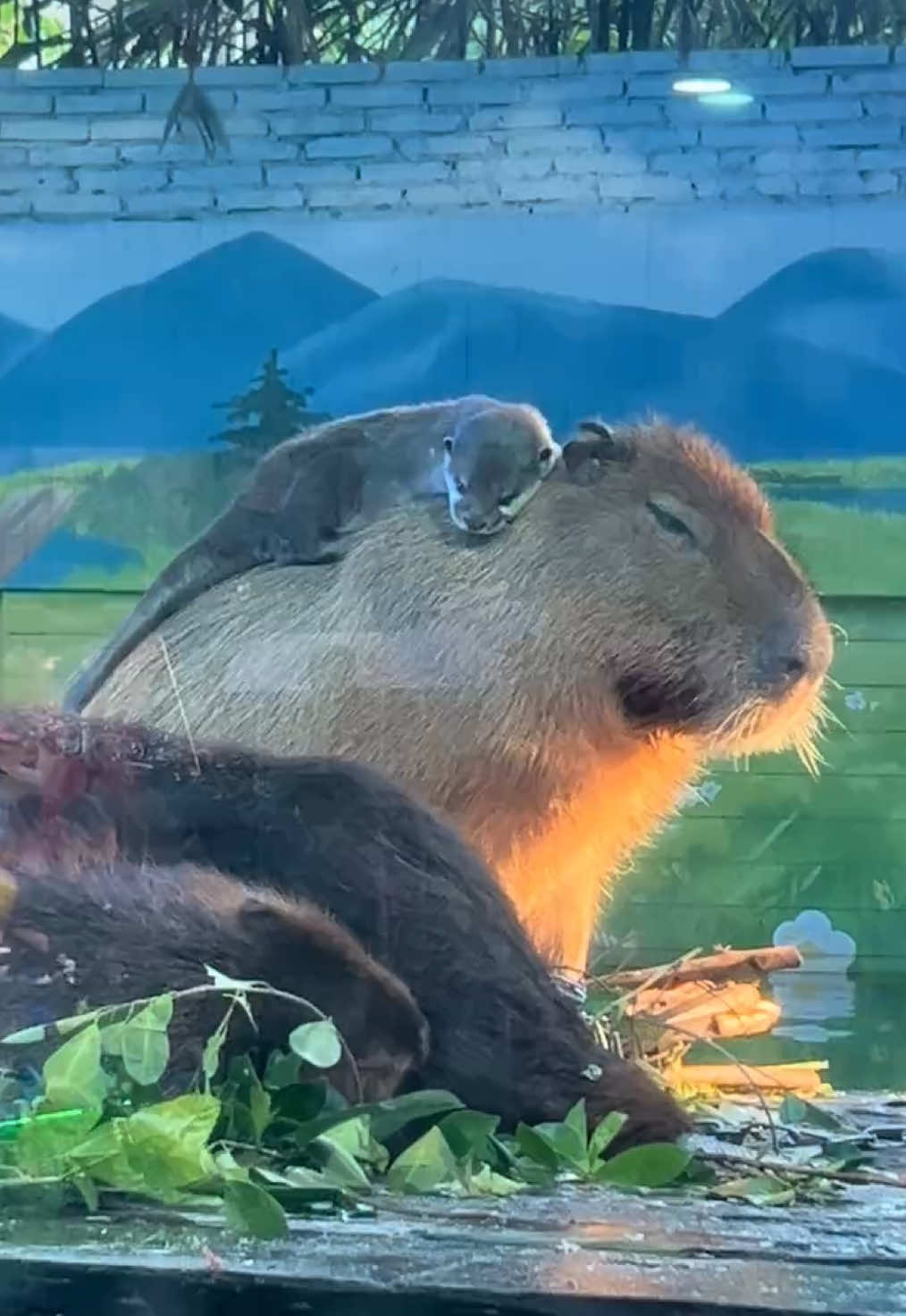 A grown capybara’s fur feels like a scrub brush—a perfect scratch pad for an itchy otter to flop on and chill! #capybara #capybaratiktok #capy #capybaralover #capybarafanpage #kapybara #capybarafan #kpbl #cute #fyp #chill #fun #animal #cuteanimal #otter 