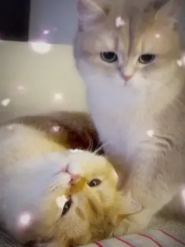 want to make a movie?? #vro #catsoftiktok #meme #relatable #fyp #trending #jokes 