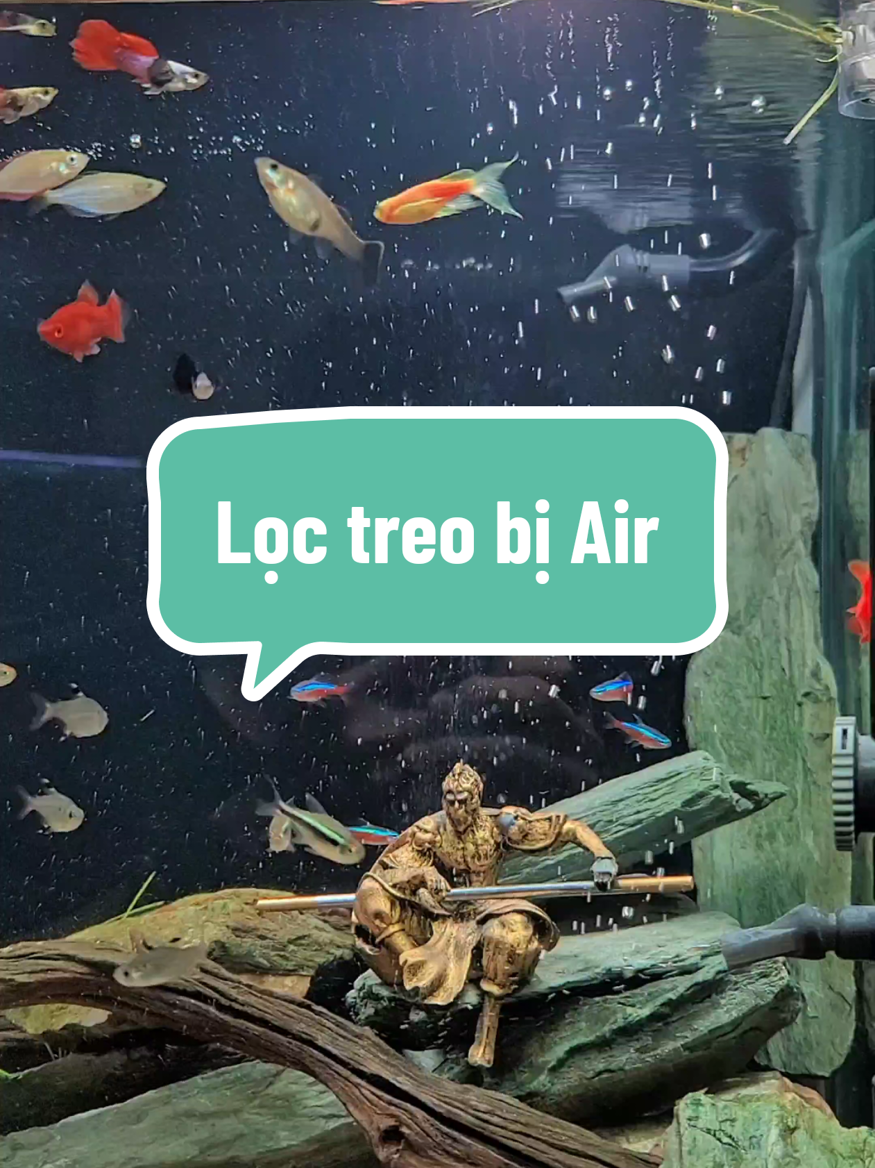 Trả lời @innnguyen Cách khắc phục lọc treo bị Air. #Khactuyen #Chuyện_Nuôi_Cá #meovatnuoica 