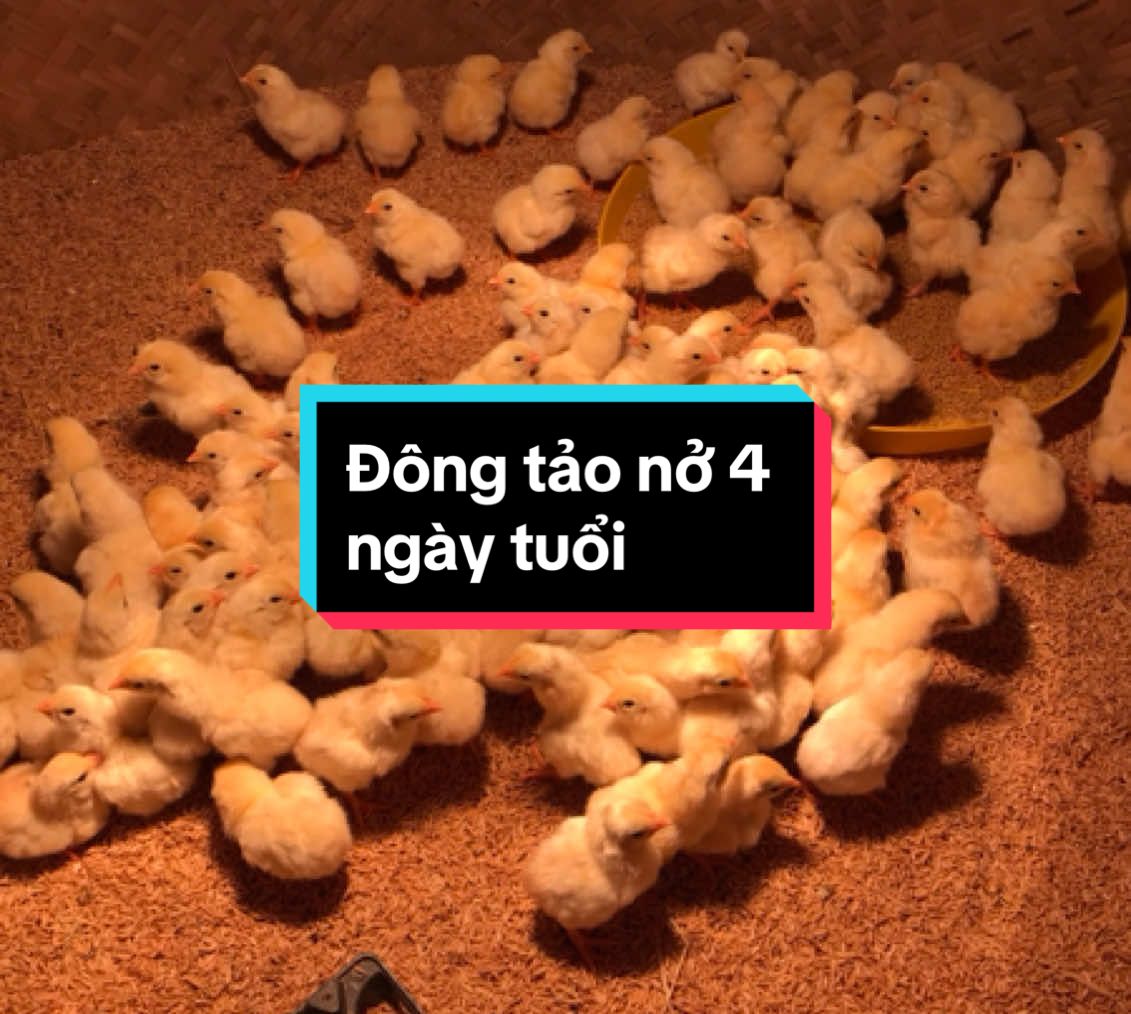 Đông tảo nở 4 ngày cho ae nuôi biếu Tết 2026. #yeudongvat #LIVEhighlights #gàdongtao #trạigalongla #xuhuongtiktok 