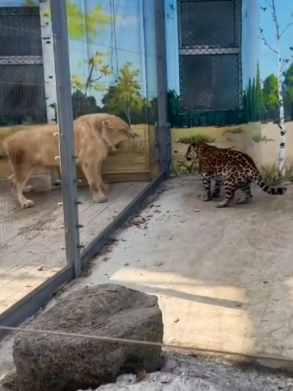 Lioness and Jaguar #lion #tiger #jaguar #animals #wildlife #singa #harimau 