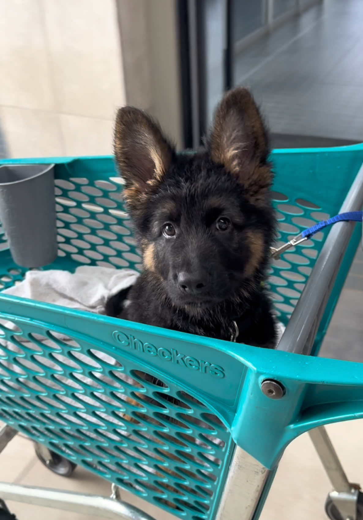 Shopping time 🥰🐾 #germanshepherd #shepherddog #olly #germanshepherdpuppy 