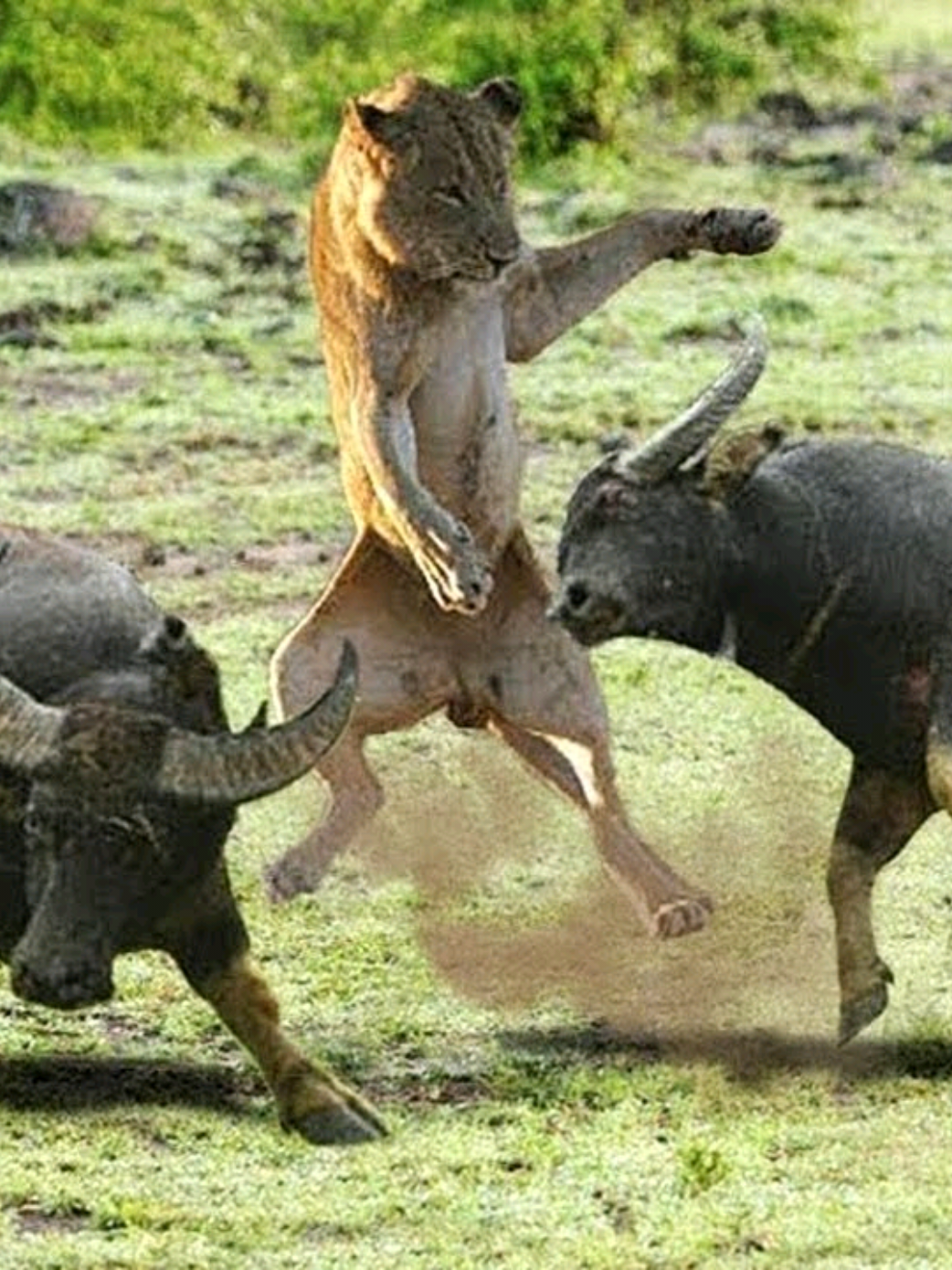 This buffalo 🐃 shows its strength and attacks the lions and lioness  #🐃vs🦁 #fyp #omg #tiktok #video #fyppppppppppppppppppppppp #amazing #video_animals #4k #viral #big #Cat's