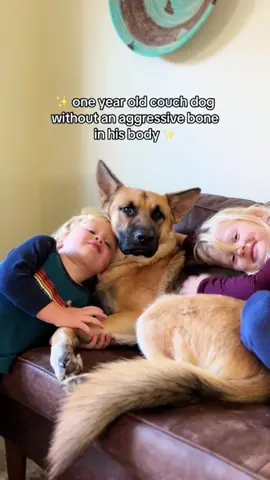 Dogs are baby's best friends #funnydogs #funnyanimals #petvideos#cutepets #challenge #fyp #usa