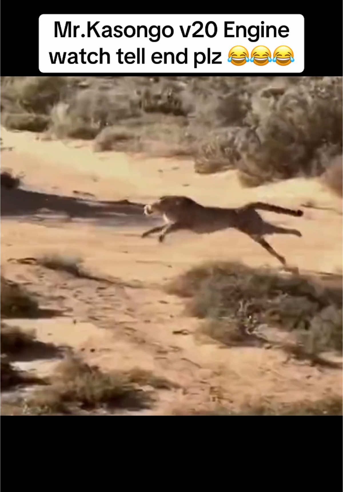 #funnyvideo #foryoupage #warthog #leopard #funnyanimals #gazelle 