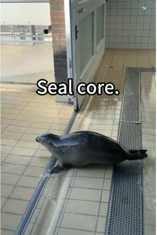 Seal are the cutest animals😂🤣#seal #silly #cute #seals #funny #sillyseals #sealsoftiktok #funnyseal #sealcore #sealfyp #sealtok #sillysealboy #sillyseal #cutie #foca #fyp #foryou #foryoupage 