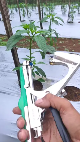 Tapetool alat pengikat tanaman #cabe #petani #pertanian #petanimuda #petanimilenial #petaniindonesia🇮🇩🇮🇩🇮🇩🌿🌿 #farm #agriculture 