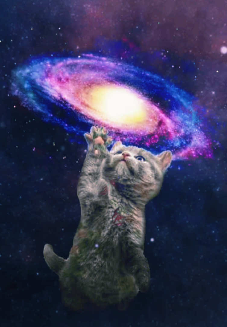 You must be from another galaxy #cat #relatable #fyp #meme 