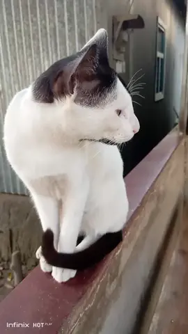 my cat 🐈