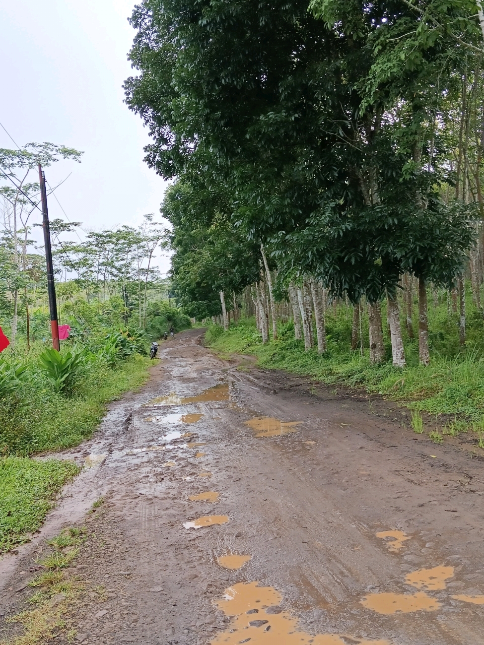 𝗧𝗘𝗥𝗜𝗦𝗢𝗟𝗜𝗥‼️𝗕𝗨𝗧𝗨𝗧 𝗣𝗜𝗦𝗔𝗡 ✅😅 Hatam pisan bapak, kondisi wilayah orang Cikadu Terisolir, jalannya rusak pula Udah jatuh tertimpa durian pula, hayu purak Let's go Cikadu Tourism Village Jalan-jalan dijalan butut, ke kewilayah 𝗧𝗘𝗥𝗜𝗦𝗢𝗟𝗜𝗥‼️ 📍Jalan Cikadu, Cikadu 3203 #terisolir #jalanbutut #bututpisan #jalancikadu #jalanprovinsi #dedimulyadi #vod #cikadu #tourism #village 