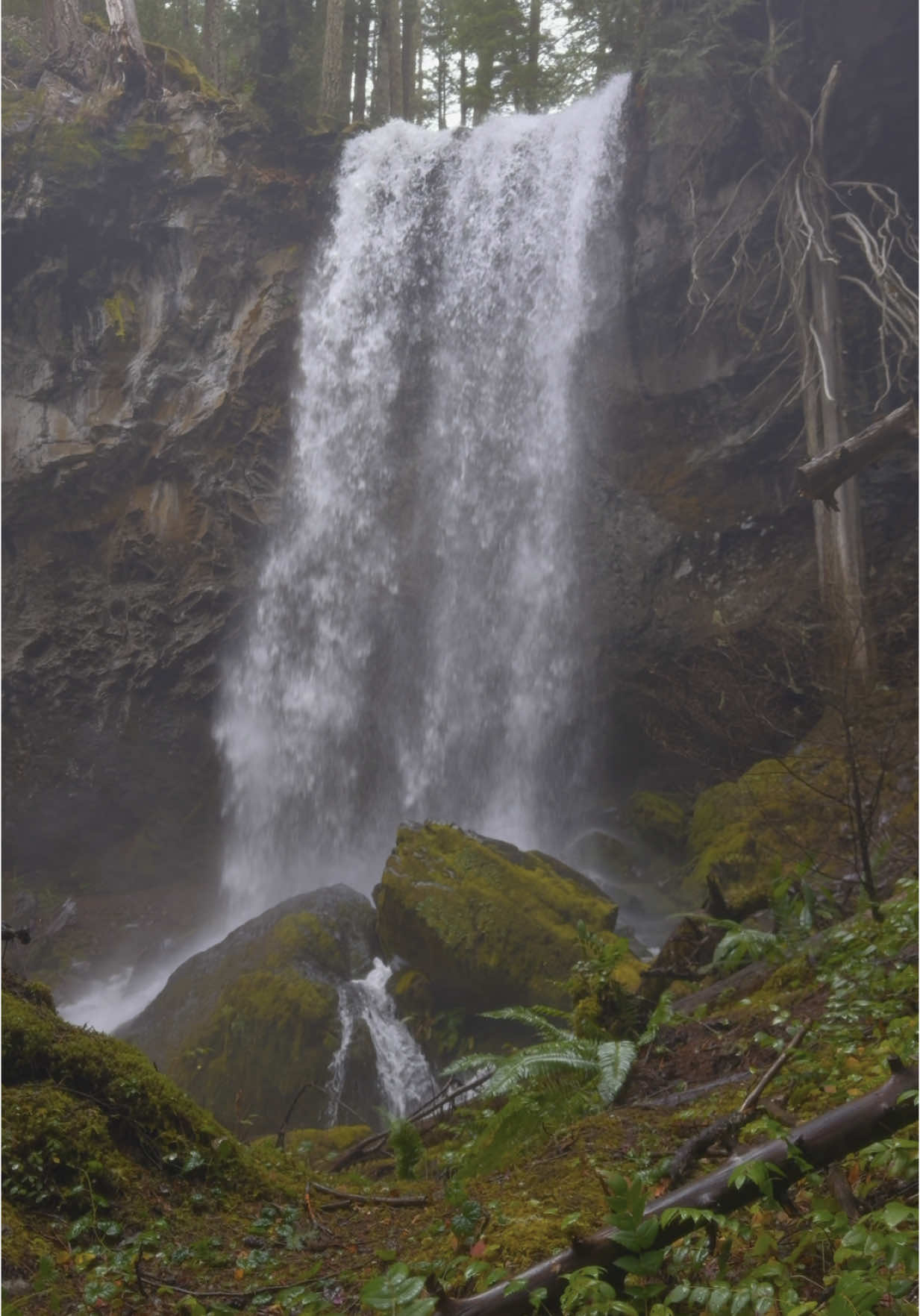 Rising up from a bed of lush moss and ferns to unveil an incredible waterfall plunging into the heart of the forest—a breathtaking display of nature’s beauty 🤩 #nature #Outdoors #cinematic #calm #waterfall 