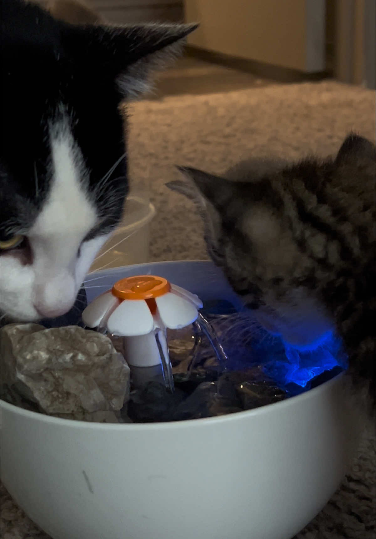 Water fountain #kitty #cats 