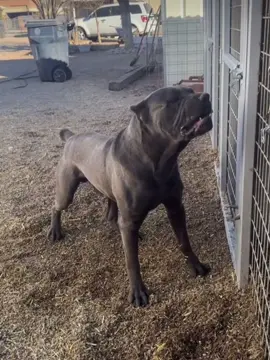 canecorso_guard You hear the bark, now guess the bite! @black_guardianz_cane_corso_Ilc #dog #canecorso #canecorsoitaliano #bark