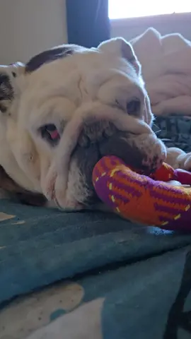 Molly showing what she is going to do to me if I try to play that game again lol