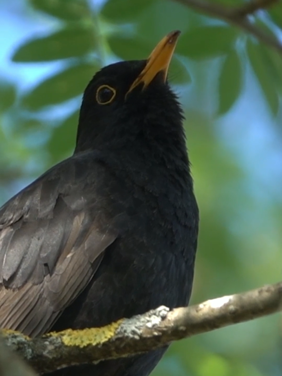 That moment when you hear it - the first blackbird of spring. Perched on the highest branch, golden bill catching the dawn light, pouring his heart into that rich, fluting melody. Nature's most beloved alarm clock is back, telling us winter is finally losing its grip. Turn up the sound and let this take you back to every perfect spring morning you've ever known.  #birdfact #springiscoming #blackbird #birding #nature #birdsong #springwatch #wildlife #fyp 