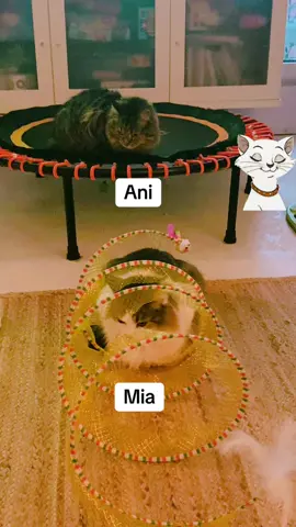 #catsoftiktok #cats #felinefriends 