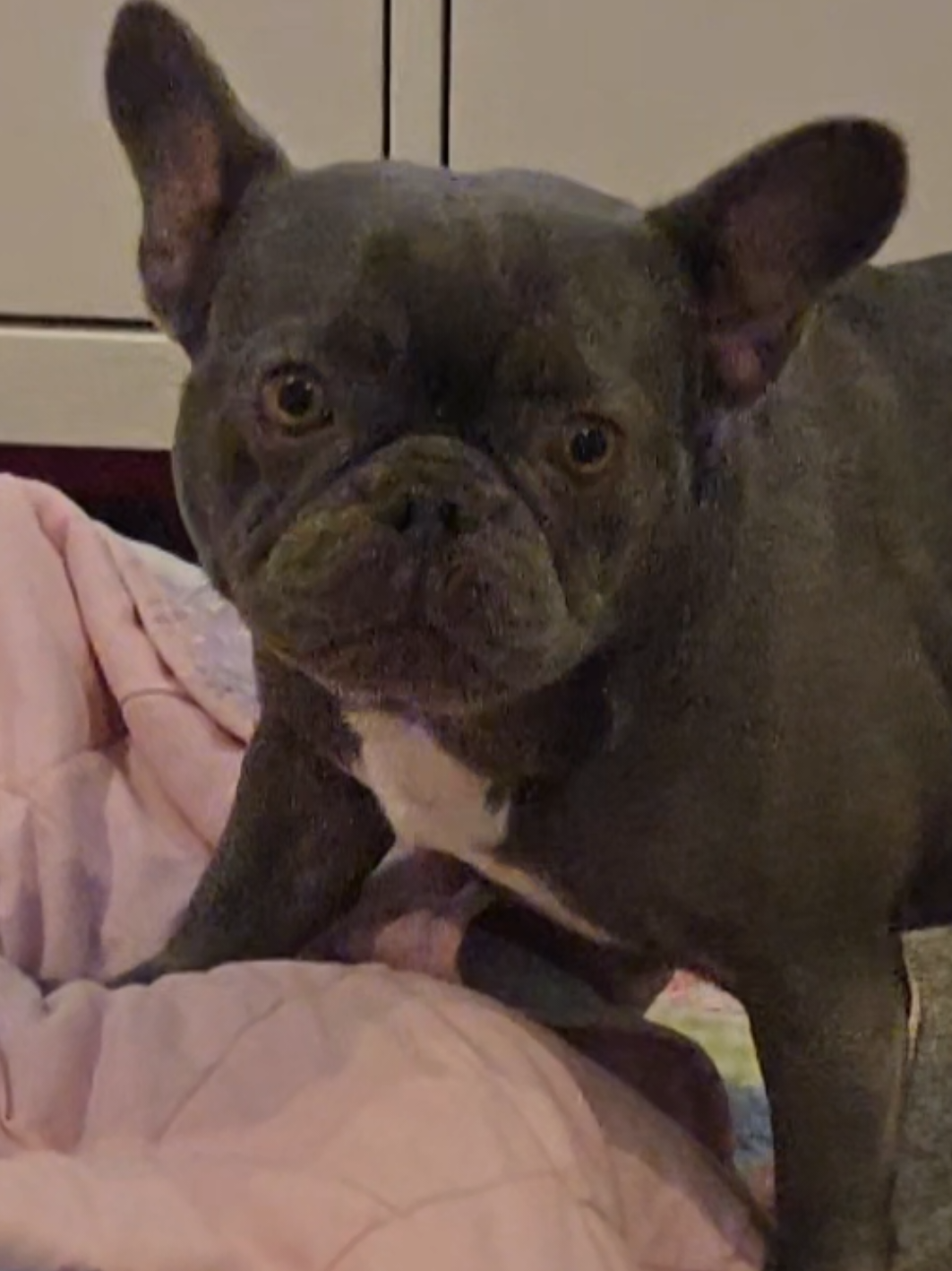 #frenchie #frenchbulldog #pov #leftout 