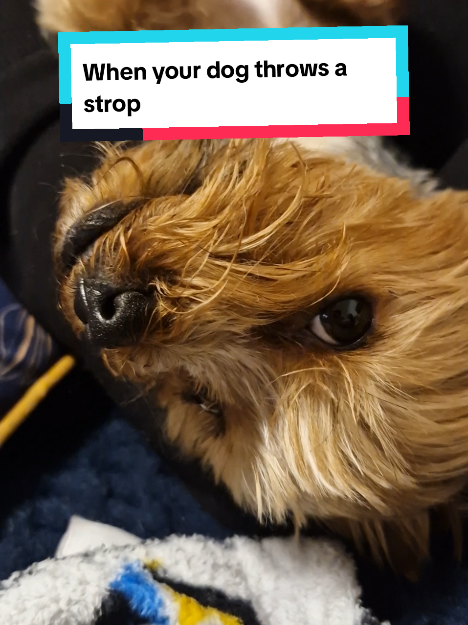 She's not thrilled 🤣 #yorkshire_terriers #yorkieterrier #yorkiemommy #yorkiesofficial #yorkiemomma #yorkiemom #yorkiemum #yorkiedad #yorkiedaddy #dogtok 