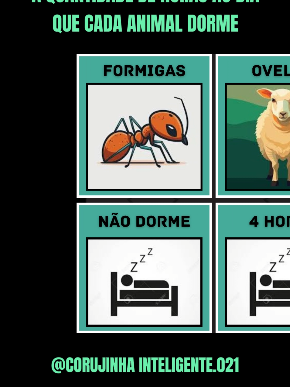 a quantidade de horas que cada animal dorme ao dia  #osonodosanomais #animais #animaisnotiktok #animaisengraçados #foryoupage #fyrシ #conhecimentosgerais #aleatorios #vigia #viral 