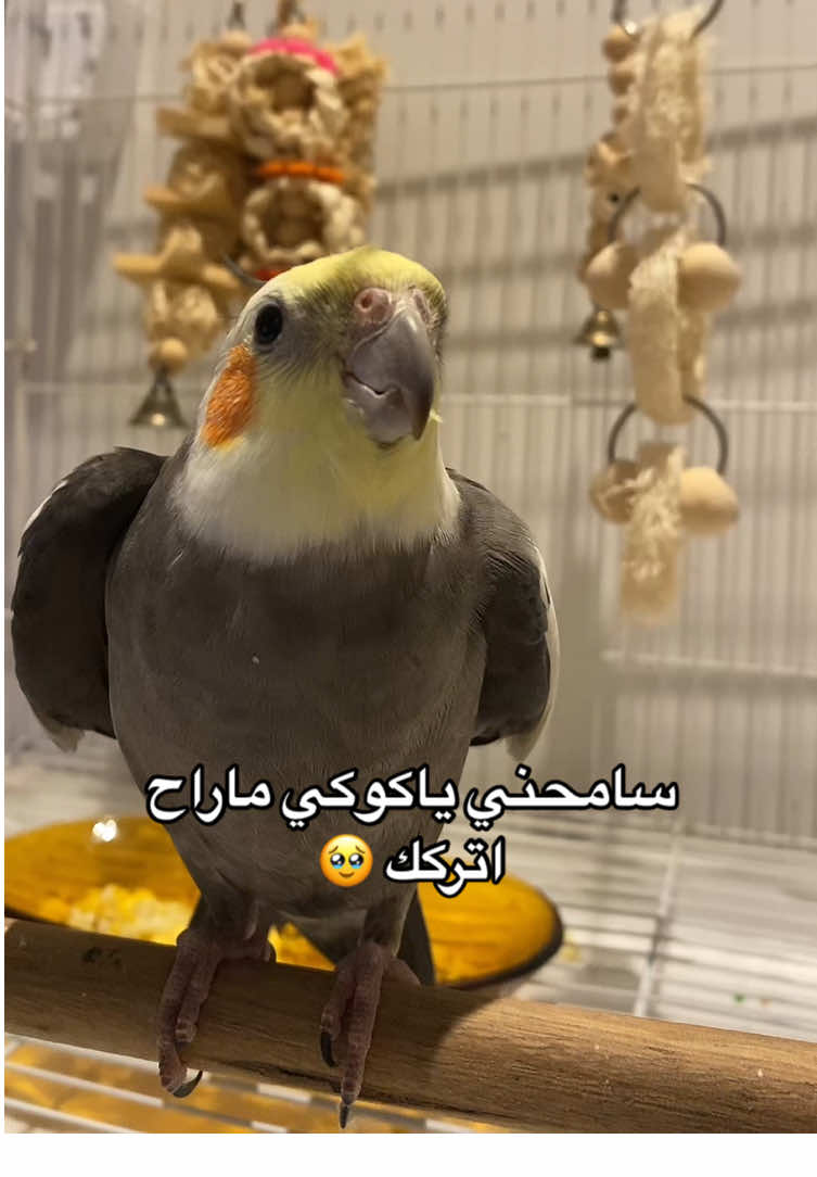 عرفتو ليه أحب هذا الكائن اللطيف 😭❤️ #bird #cockatil #parrot #foryou #fyp #birds 