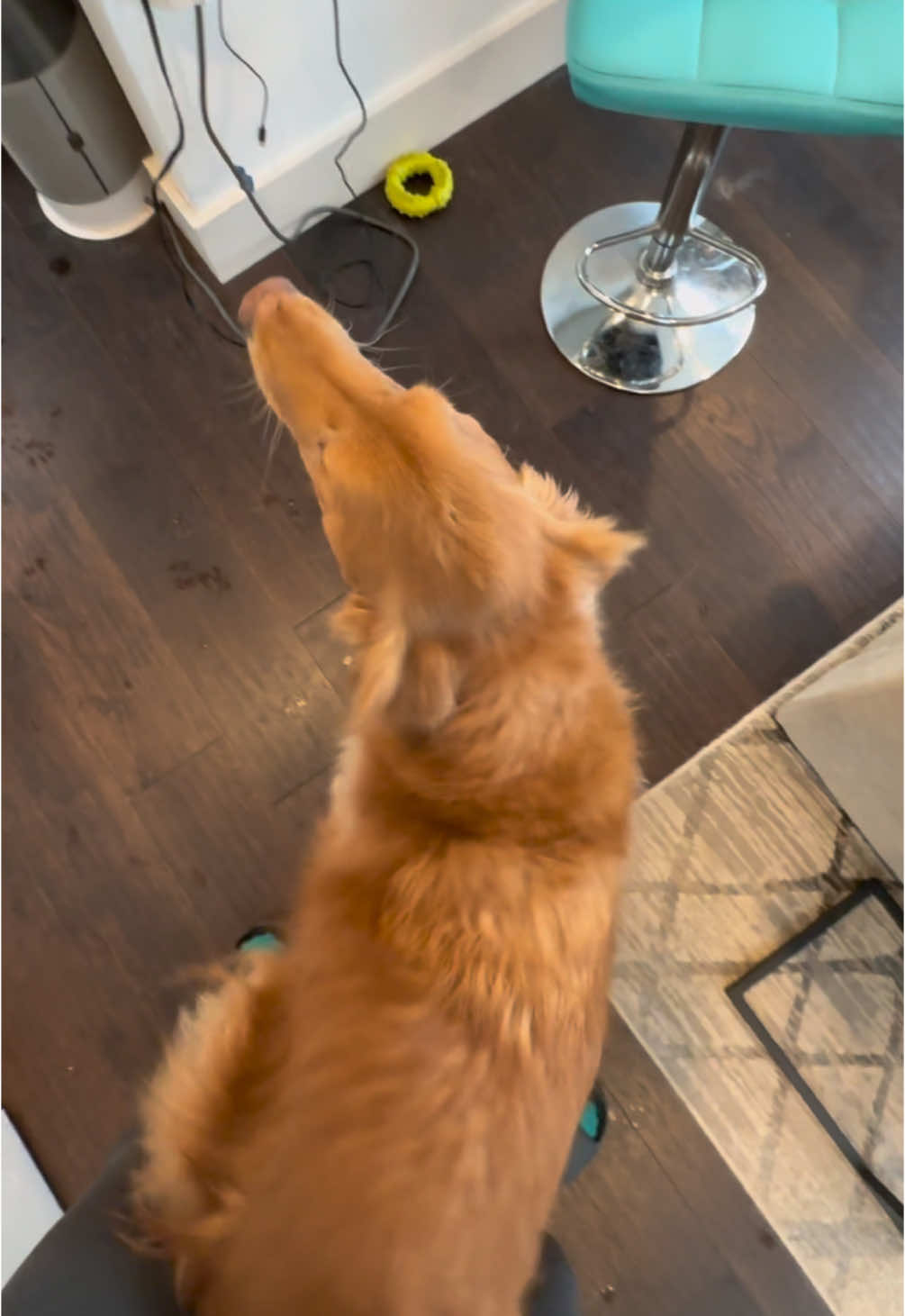 Mostly getting love out there, but sometimes… #goldenretriever #dance #dogsoftiktok 