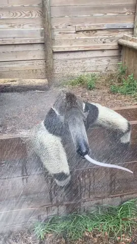Did you know? Giant anteaters can flick their tongue nearly three times per second to grab thousands of ants and termites every day. 👅 That’s some serious speed-eating! 🐜🐾 📸 Credit to @nfwctally ➡️ Follow us for more incredible wildlife content! 🐾💕 Tag a friend who needs to see this! #CreatureCops #GiantAnteater #WildlifeFacts #NatureIsAwesome #AnimalBehavior #FascinatingCreatures #ConservationMatters #SaveWildlife #NatureLover #WildlifePhotography #AnimalKingdom #WildAnimals