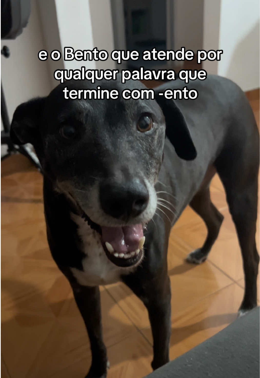 Parte 4. Ele não aguenta mais #fyp #pets #PetsOfTikTok #foryoupage 