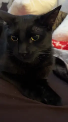 #catsoftiktok #blackcat #Love #kiss# funny# hilarious #faceexpression 