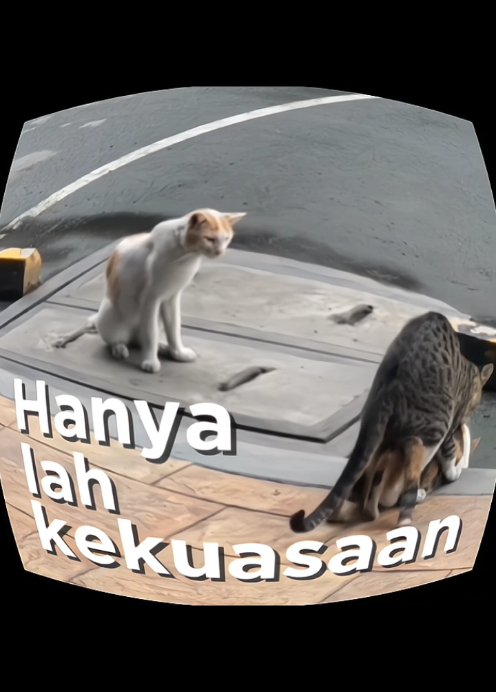 Gelap gempita #kamibersamasukatani #bayarbayarbayar #indonesiagelap #api #streak #streakreminder #foryoupage #catmeme #poppunkindonesia #catlover #musiclyrics 