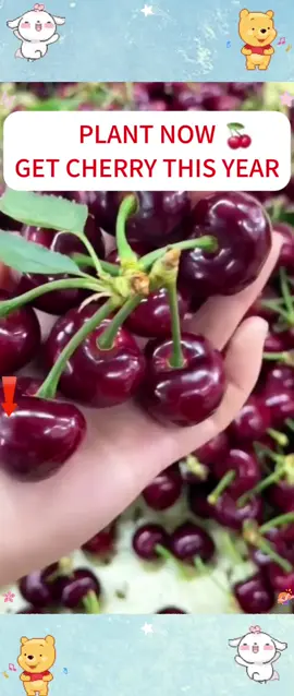 Plant now and get cherry this year🍒#cherry #cherry #cherrytree #fruittree #gardenhacks #gardening #grownyourownfood #homegarden #seedling #shoptiktok #tiktokfinds #tiktokshop 