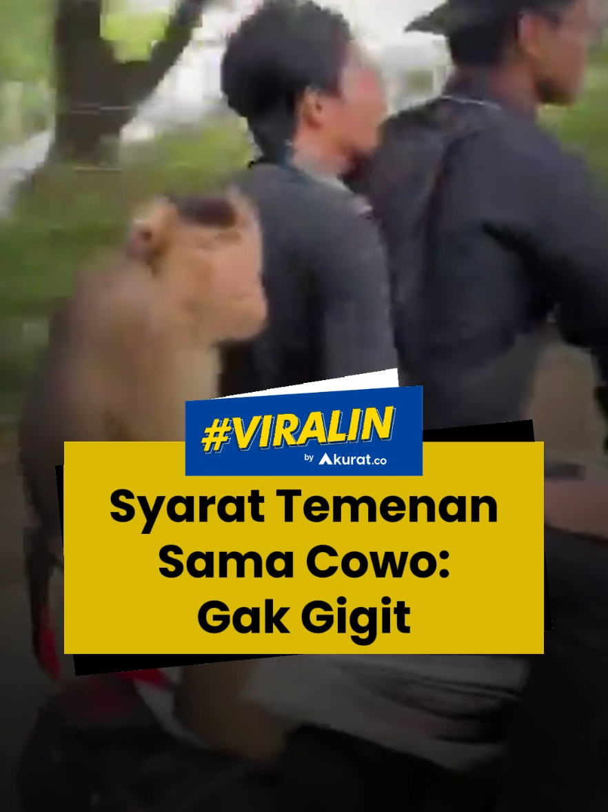 Akur banget kalian, bang 😅 Sebuah video menarik perhatian warganet, di mana nampak dua orang beserta satu ekor monyet bonceng tiga mengendarai sepeda motor. Hal tersebut mengundang gelak tawa di media sosial lantaran mereka bertiga dengan santai menikmati perjalanan. 