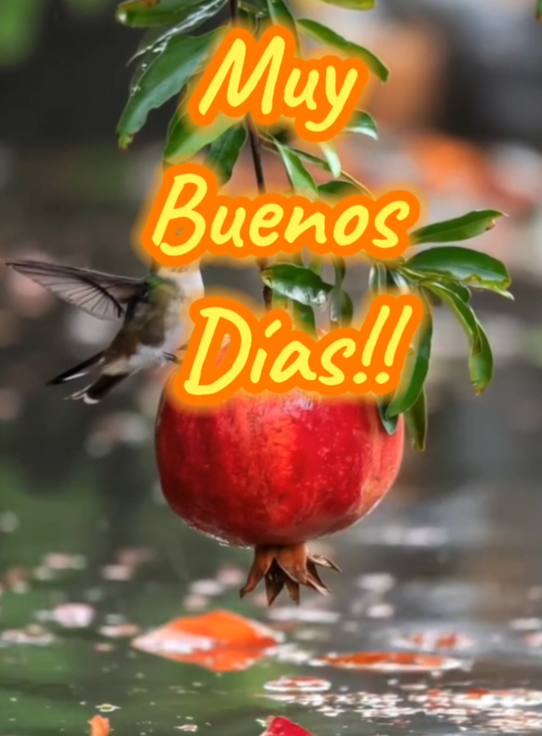 Este mensaje es un saludo especial para ti, deseando que en todo te vaya bien y que tengas un día feliz. ¡Buenos días! ☀️🌹🌷🌻 #BuenosDías  #Hermosasimagenes  #Fede01   #AmigoDe❤️ 