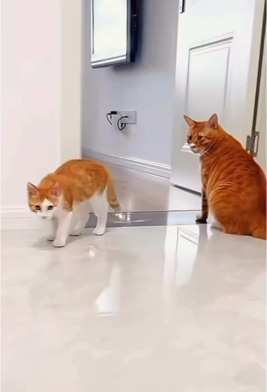 Funny cat😂 #cutecattiktok #funnycat #funnycats #catlover #funnyanimals #funnypets #fyp 